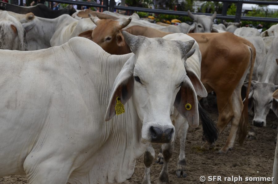Brahman