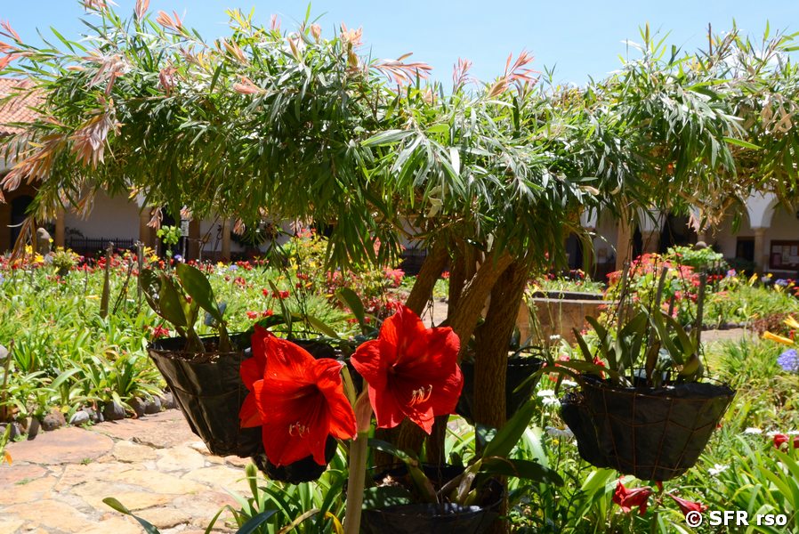 Lillien im Klostergarten Ecce Homo