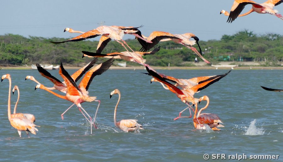 Rosa Flamingos in Riohacha