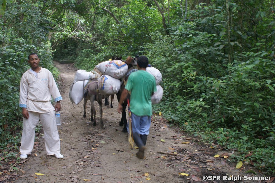 Tayrona Kaffeetransport