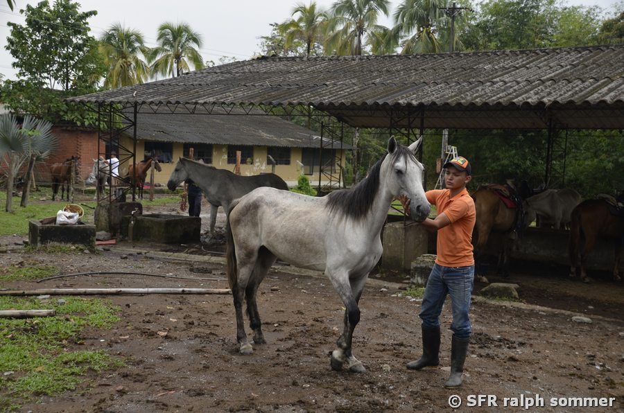 Reitpferd in Villavicencio