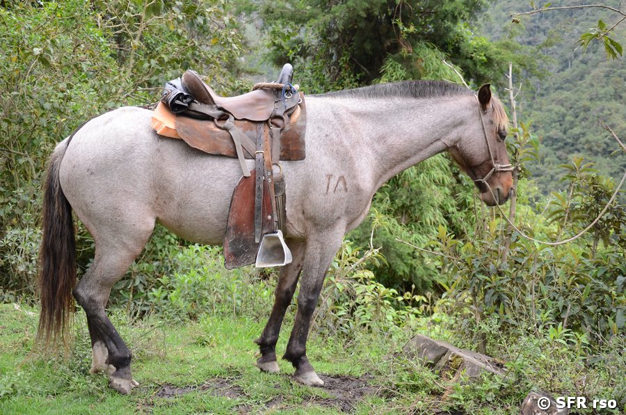 Reitpferd im Cocora-Tal