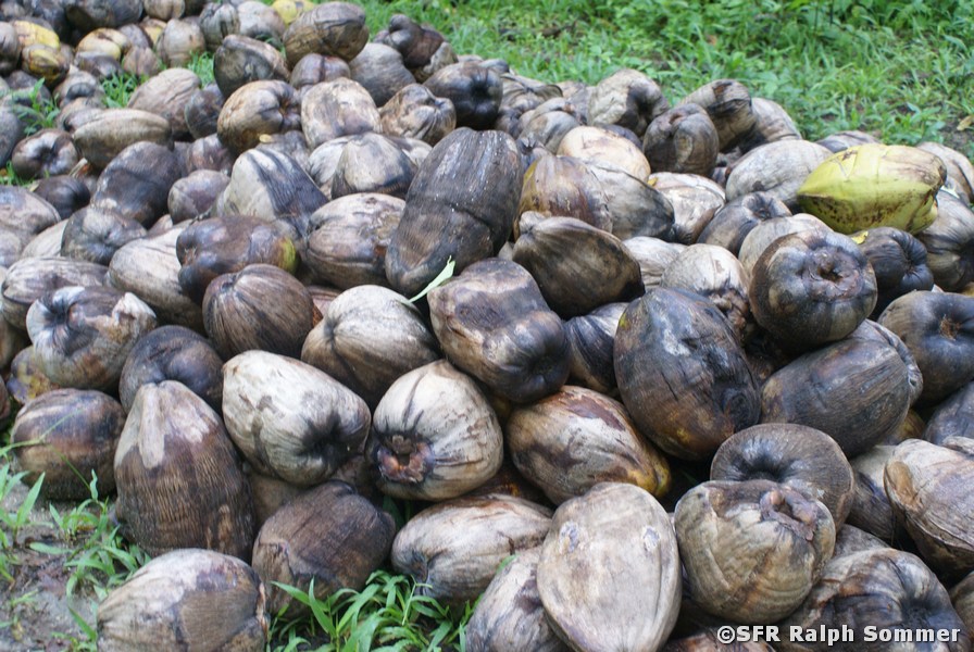 Kokosnüsse