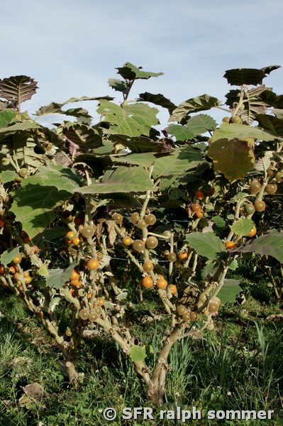 Naranjilla (Lulo oder Quitorange) Strauch bei San Agustín