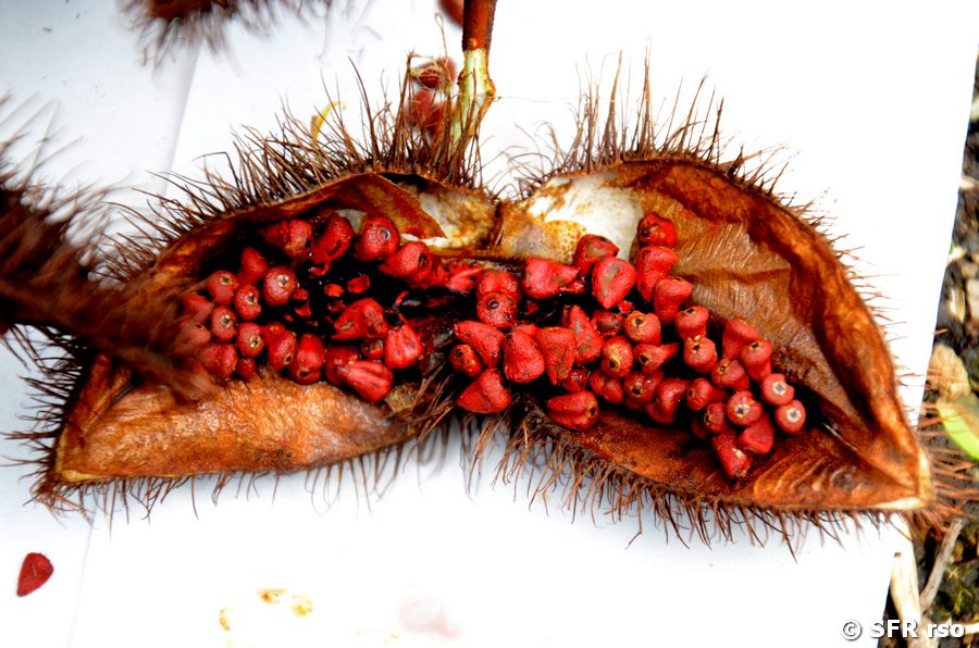 Achiote Frucht oder Annatto
