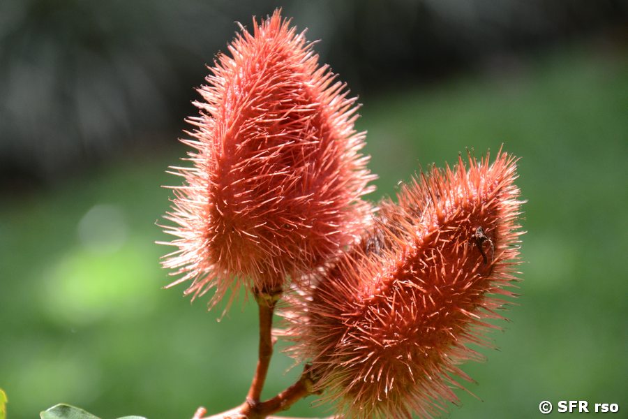 Annatto Samenkapsel (auch Lippenstiftfrucht)