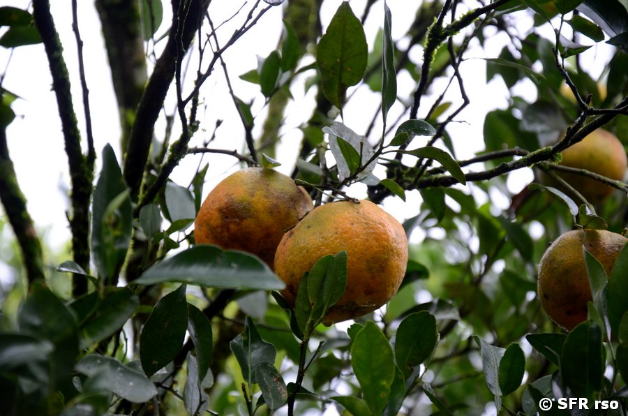 Mandarinen am Baum in Armenia
