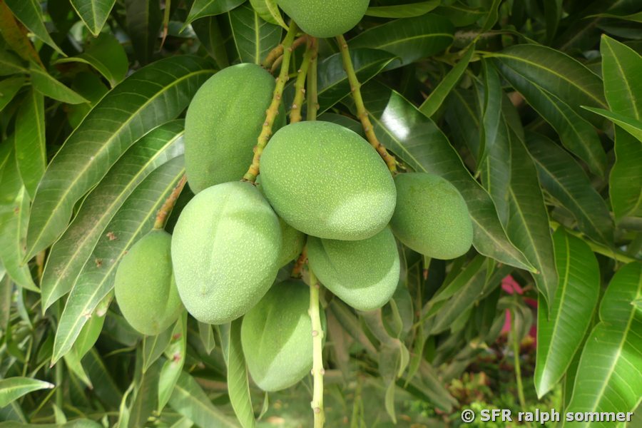 Grüne Mangofrüchte am Baum in Armenia