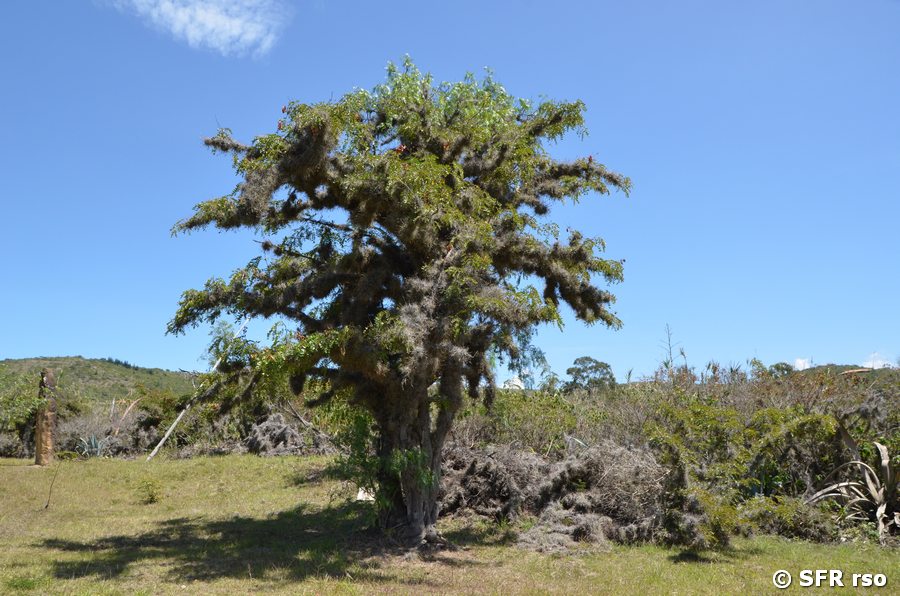 Tillandsien auf einem Baum in El Infiernito