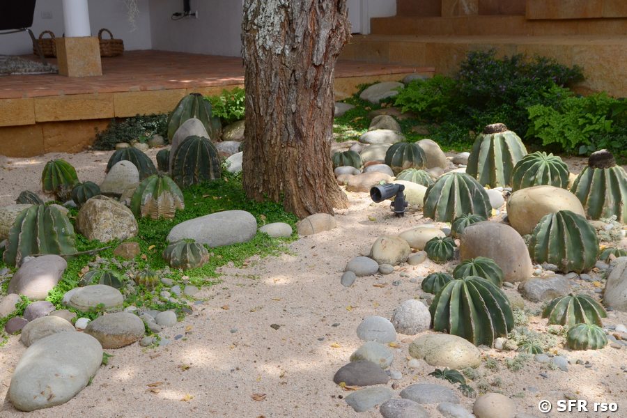 Melocactus maxonii in Barichara
