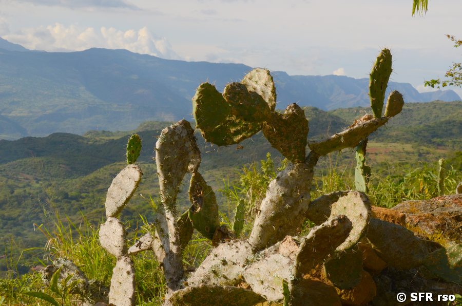 Feigenkaktus in Chicamocha