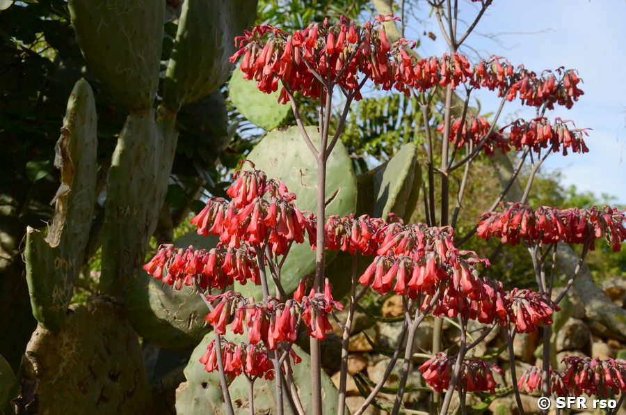 Phaedranassa (Amaryllis Familie) in Barichara
