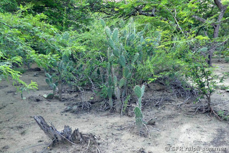 Feigenkakteen in Cabo de la Vela