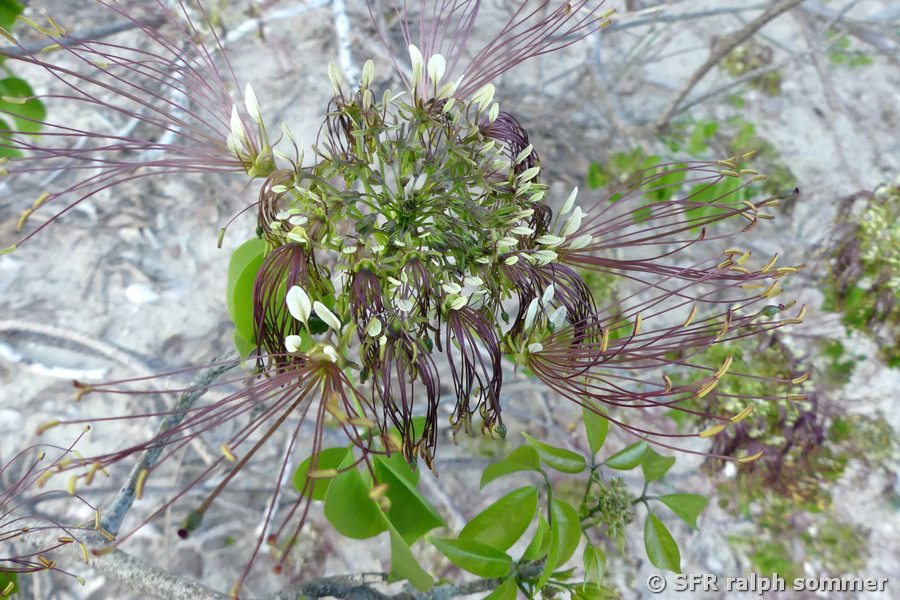 Oreocallis grandiflora (Familie der Proteaceae)