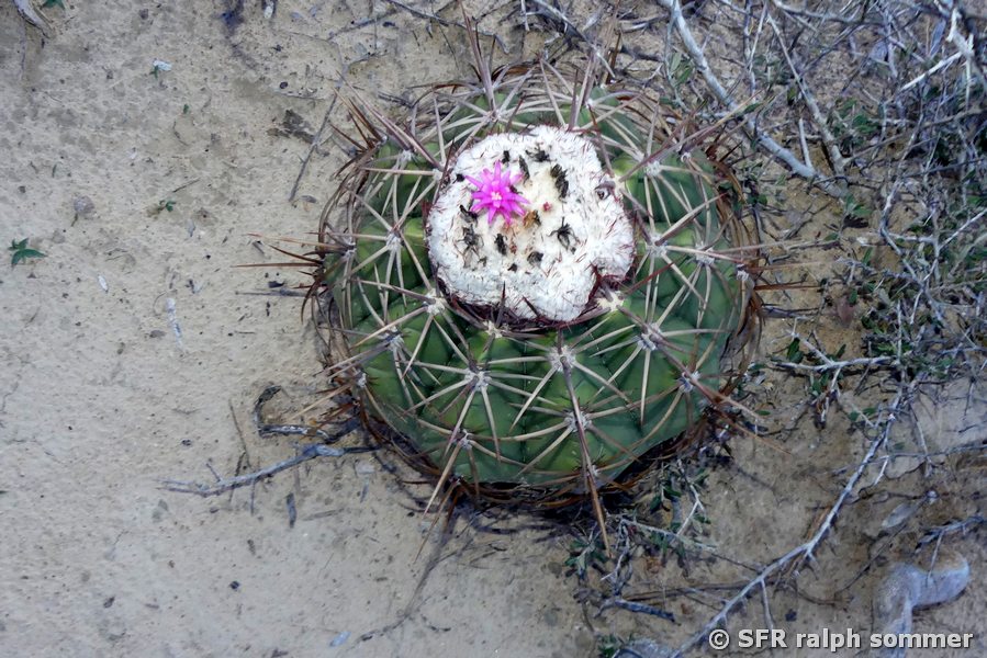 Melocactus bellavistensis in La Guajira