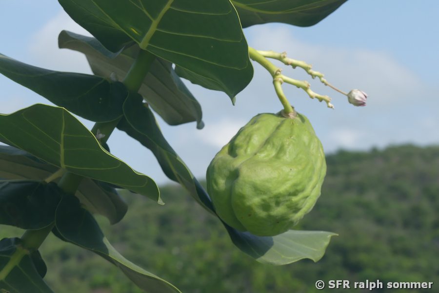 Calotropis mit Samenkapsel