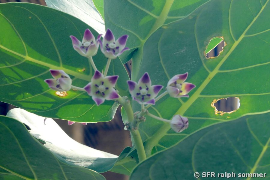 Calotropis Blüte (Seidenpflanzengewächs)