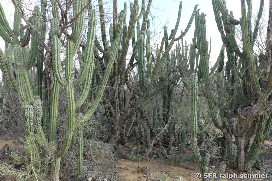 Säulenkakteen in La Guajira