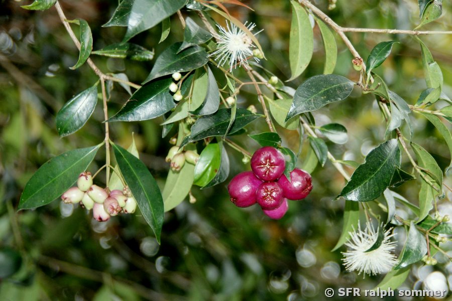 Wasserapfel (Syzygium malaccense)