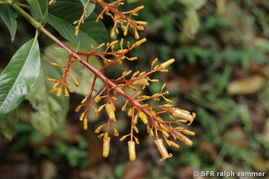 Palicourea guianensis (Rubiaceae)