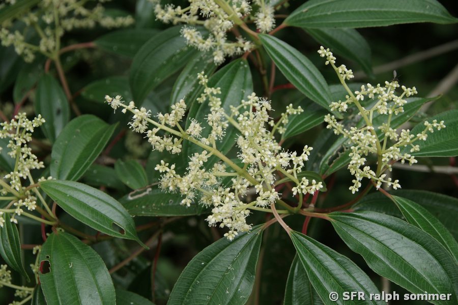 Miconia galeiformis (Melastomataceae)