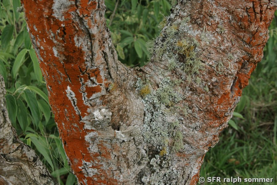 Rote Baumflechte