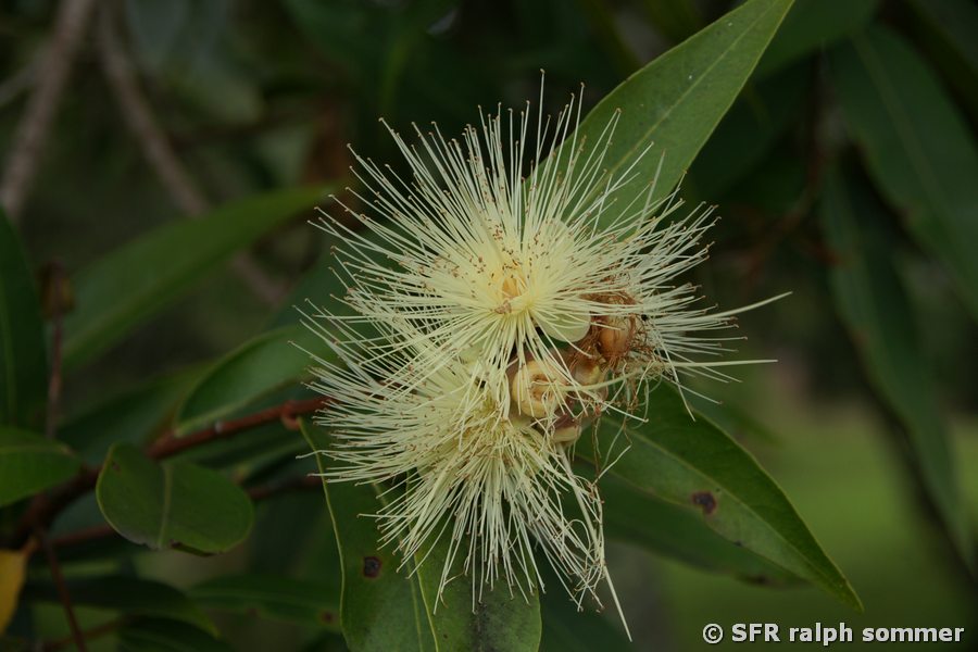 Wasserapfelblüte