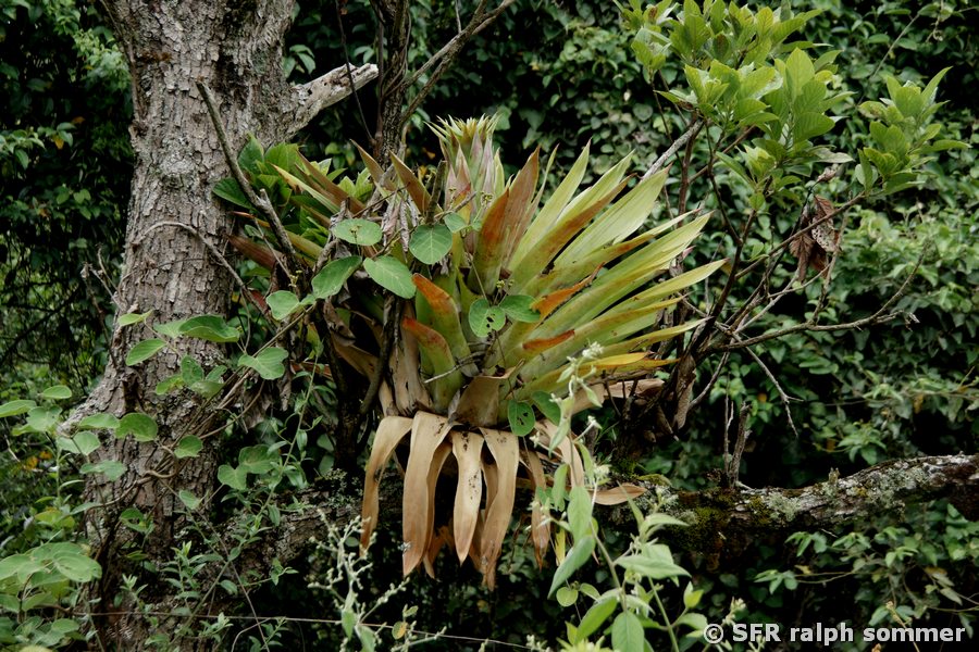 Tillandsia (Vriesea), große Blattrosette