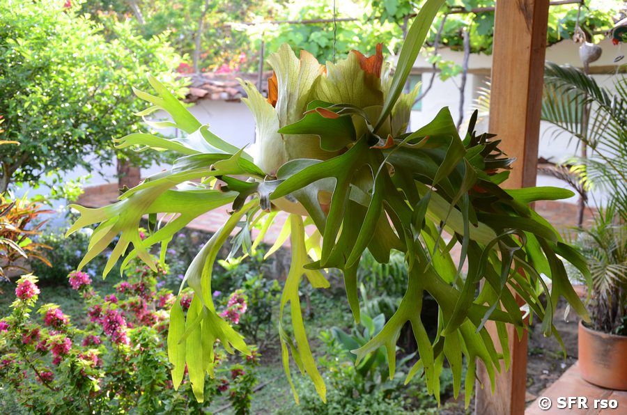 Geweihfarn (Platycerium superbum)