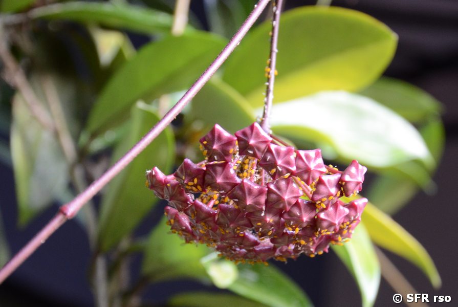 Wachsblume (Hoya carnosa)