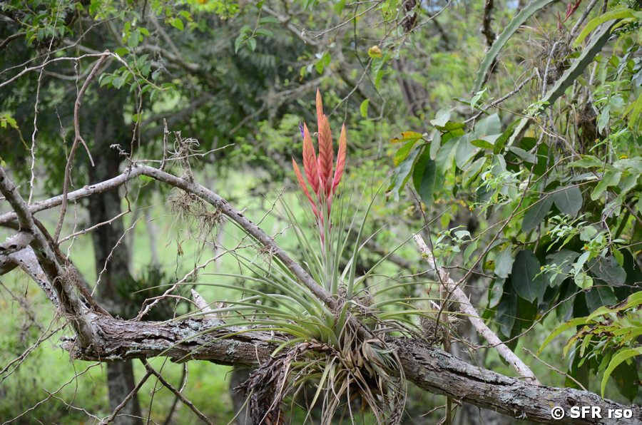 Tillandsia fasciculata