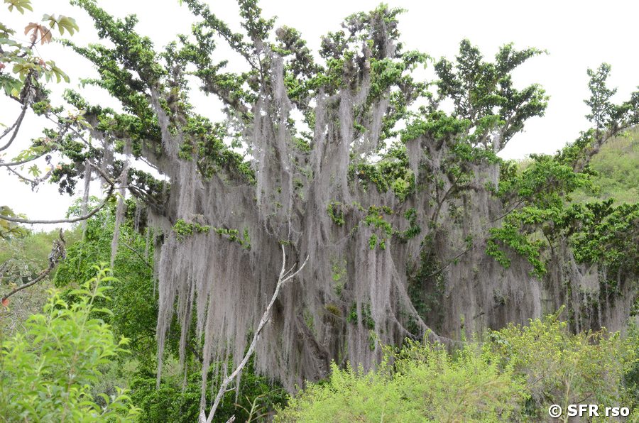 Tillandsia usneoides (Spanisches Moos)