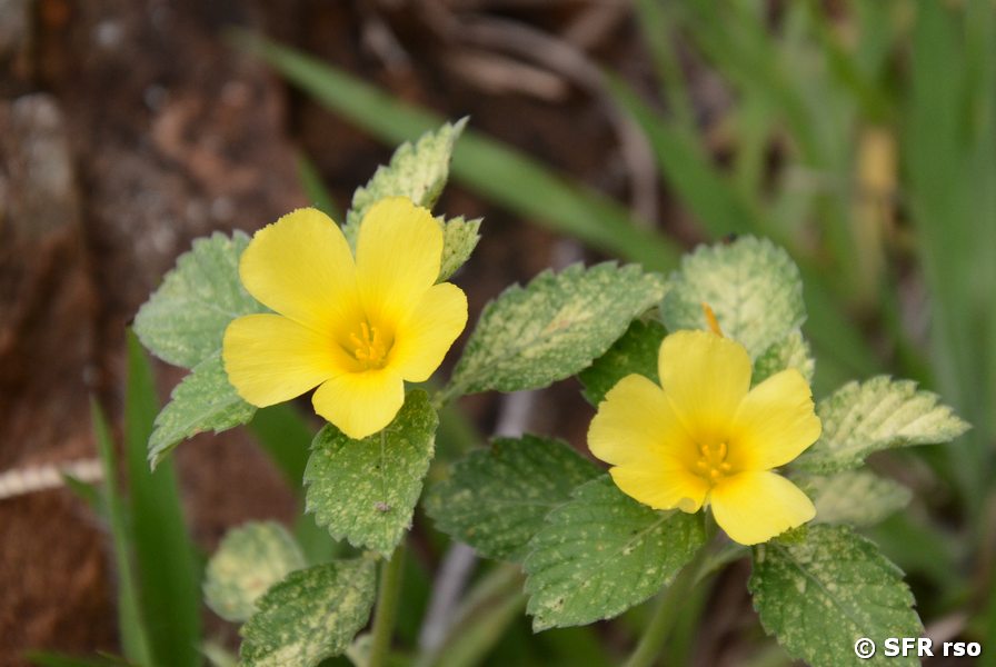 Oxalis Blüte