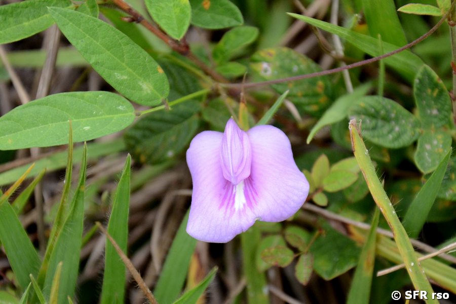 Centrosema virginianum (Fabaceae)