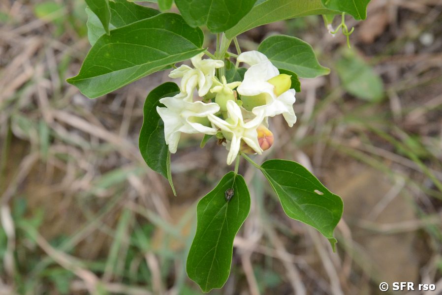 Weiße Blüte Solanaceae