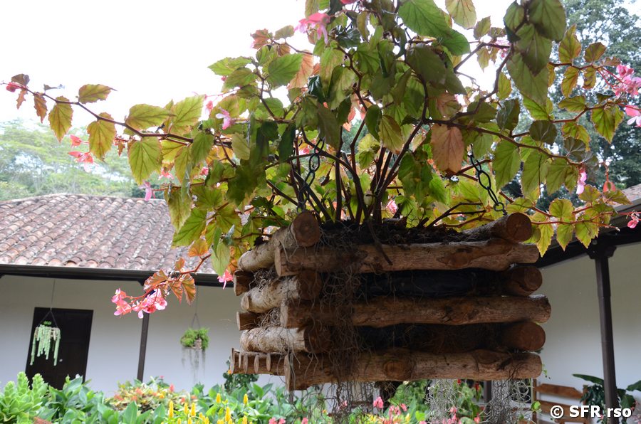 Begonien auf der Kaffeefarm
