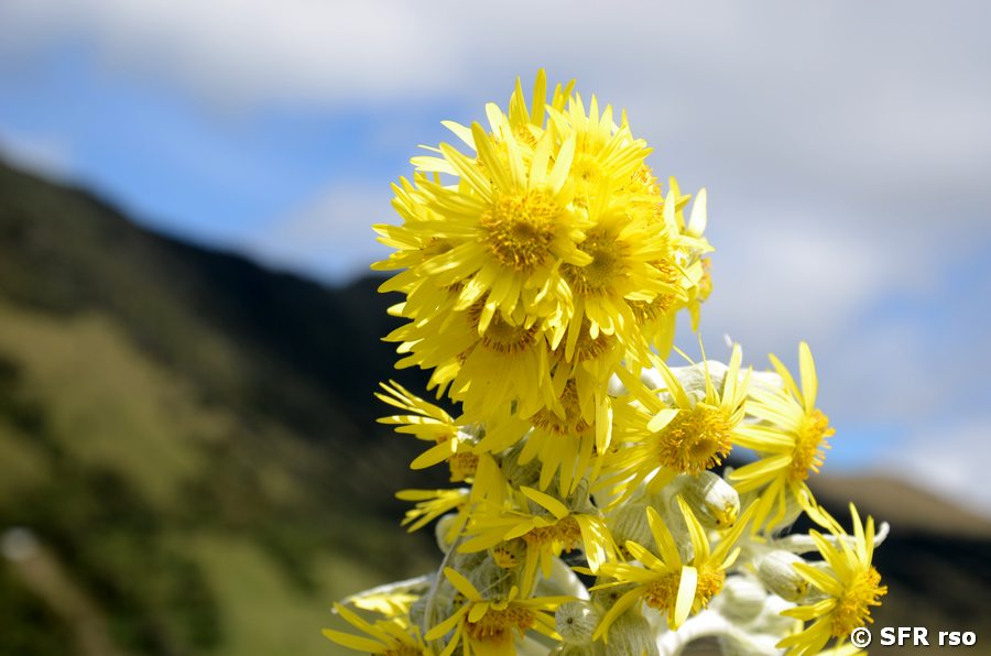 Blüte Espeletia