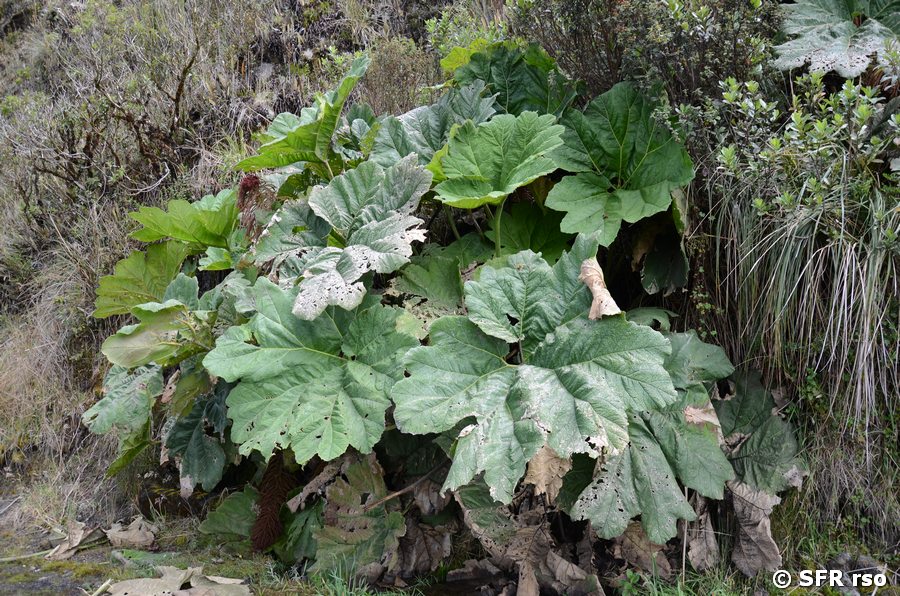Gunnera Blätter