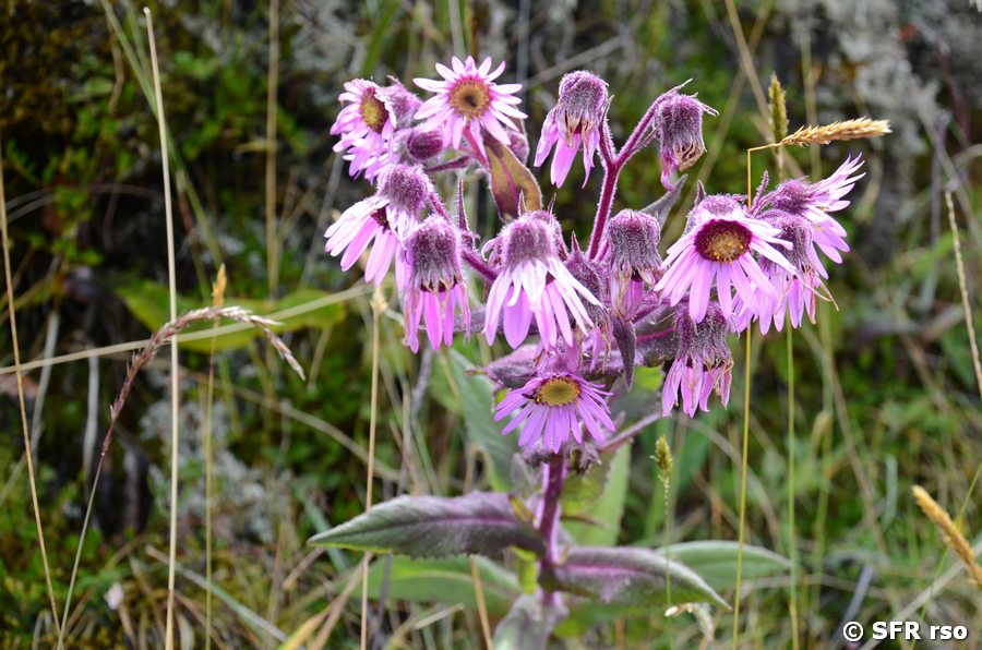 Senecio formosissimus (Asteraceae)