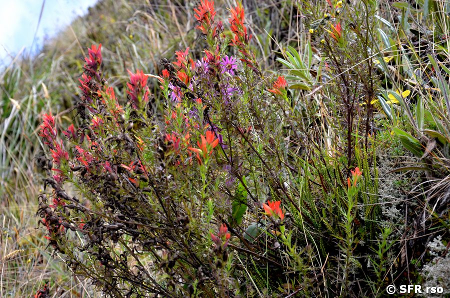 Castilleja arvensis