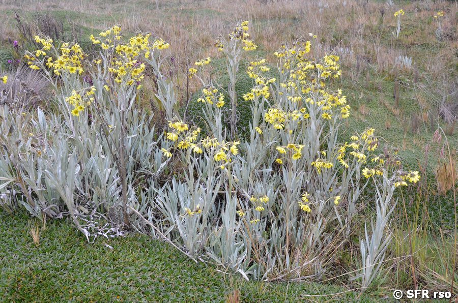 Espeletia (Ateraceae)