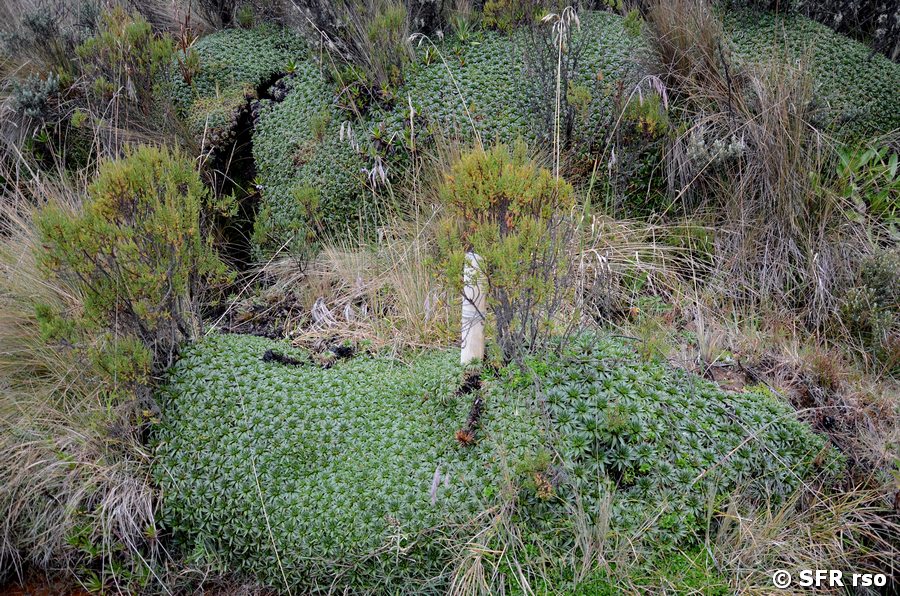 Andenpolster (Azorella)