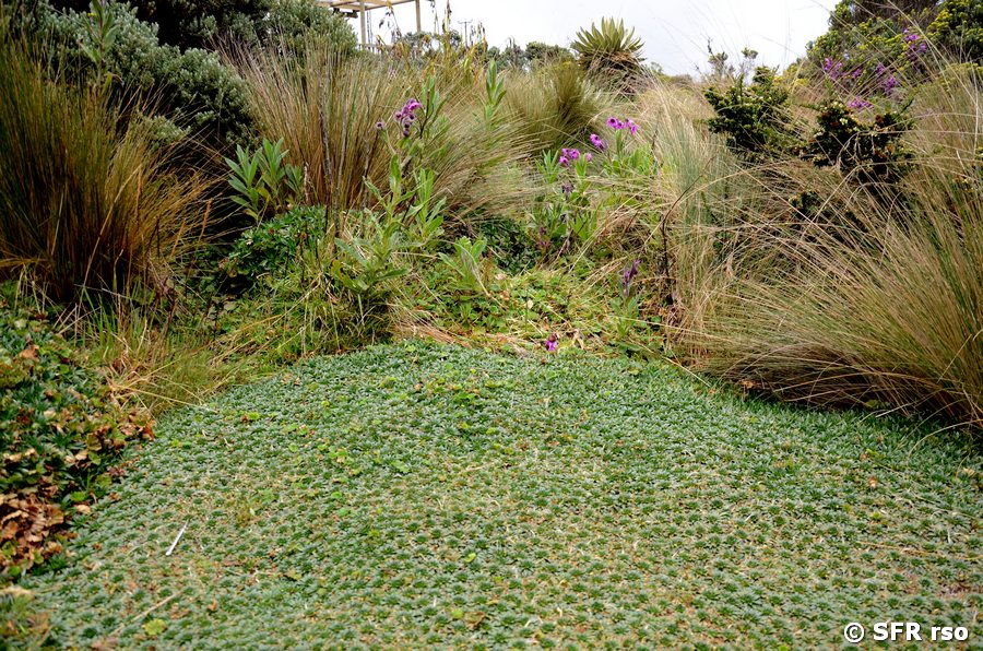 Andenpolster (Azorella)