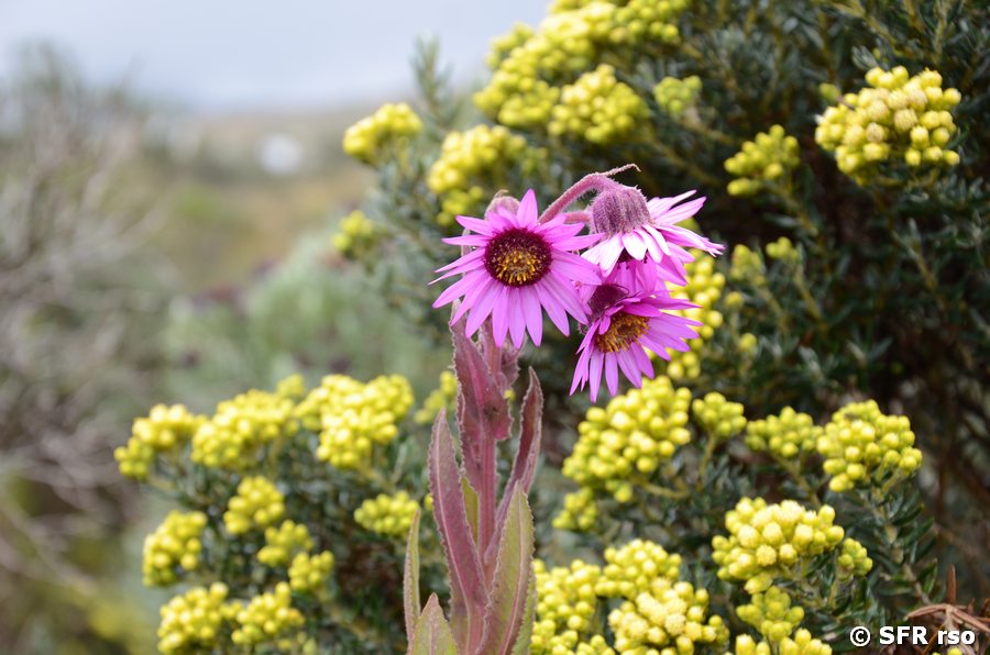 Senecio formosissimus
