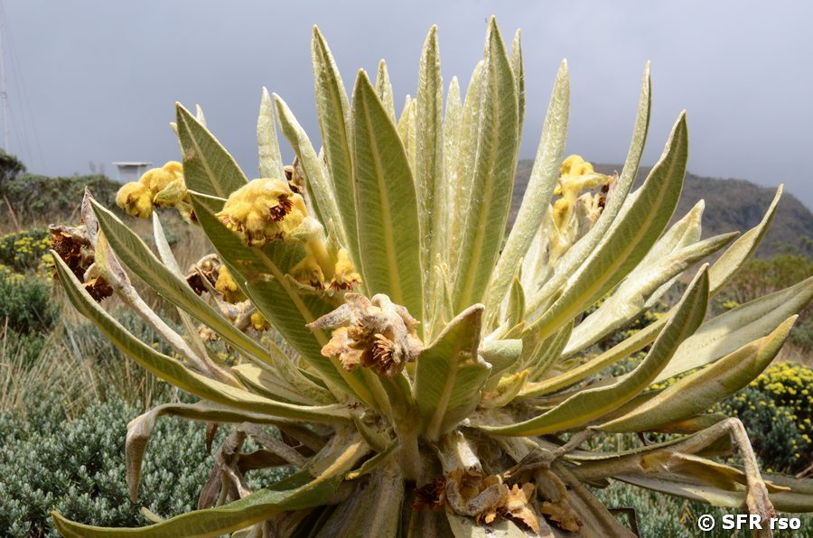 Frailejon (Mönchsblume) mit Blüten