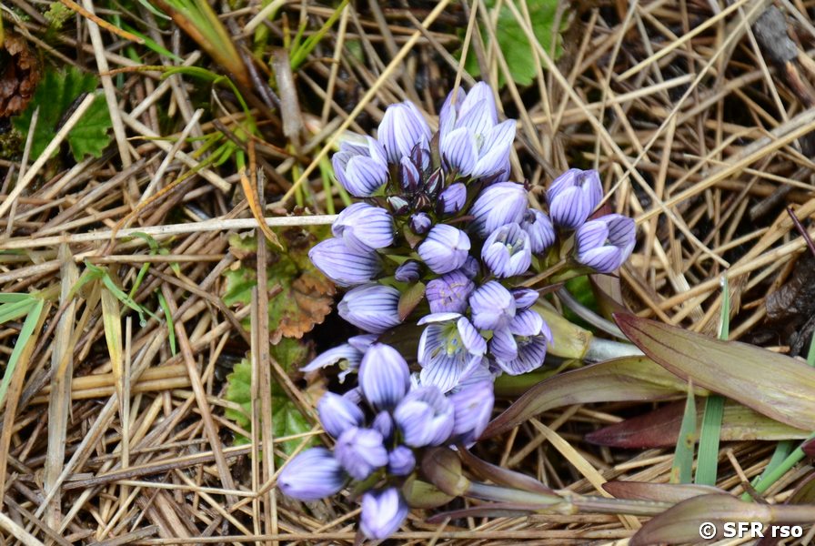 Gentiana (Enziangewächs)