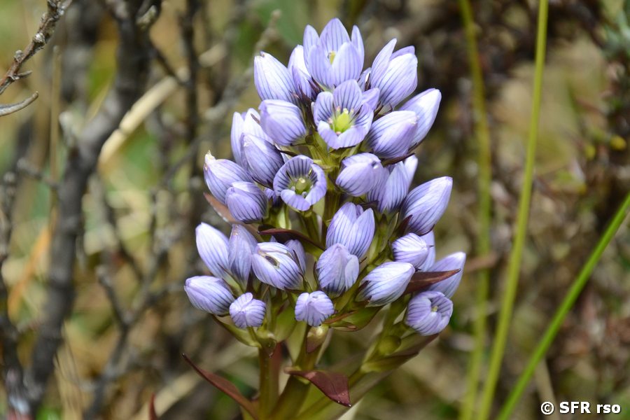 Gentiana sedifolia (Paramo-Pflanze)
