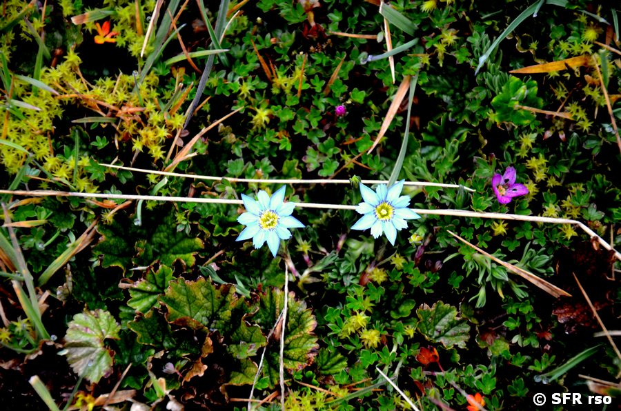 Asternart
