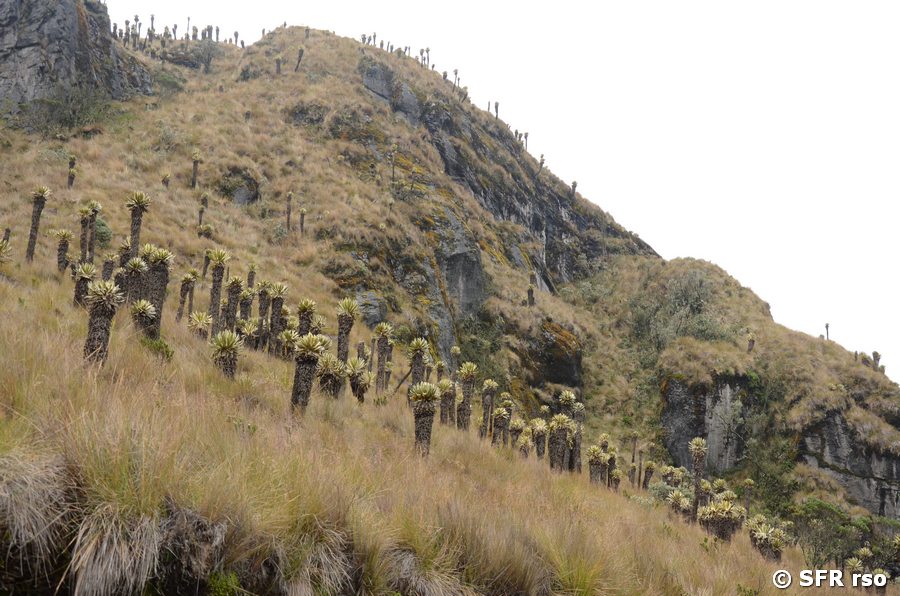 Frailejones am Hang