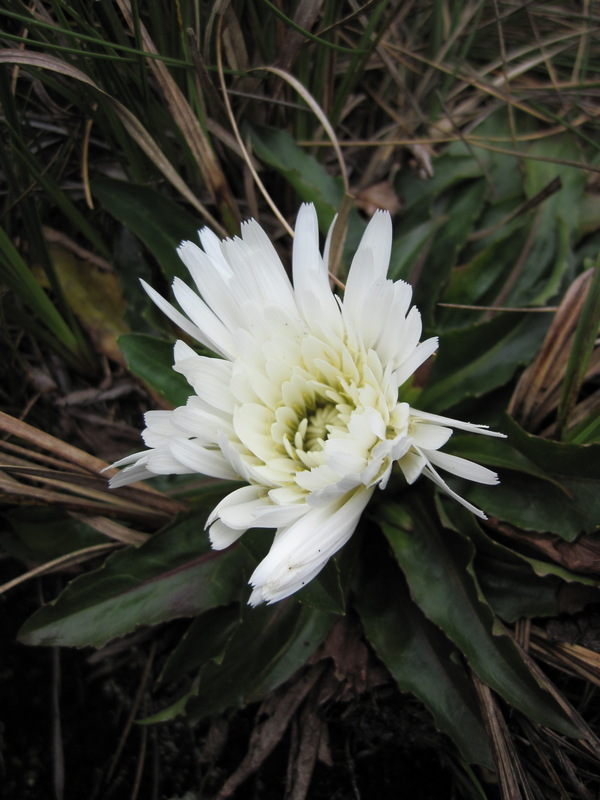 Hypochaeris sonchoides (Asterngewächs)